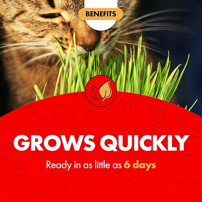 Miracle Care Cat A'bout Cat Grass Kit for Indoor Cats, 5.25 Ounce, Hairball Control, Anti-Inflammatory, Improves Digestion and Metabolism