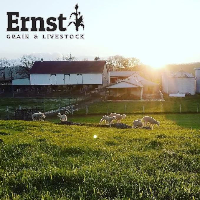 Ernst Grain & Livestock Cracked Corn, Non-GMO – Perfect Feed for Ducks, Squirrels, Chickens, Ducks, Deer, Rabbits, Geese, and More! (10 lb)