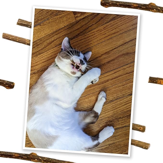 Meowijuana Silvervine Sticks | 4” Chew Sticks for Cats | Promote Healthy Chewing Habits and Dental Health | Freshly Harvested from Silverine Plants