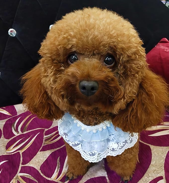 Cat Lace Bandana, Cat Tutu Collar with Pearl Princess Costume for Small Dog Bunny Wedding Birthday Party Holiday Decoration, Blue S 7.5"-10"