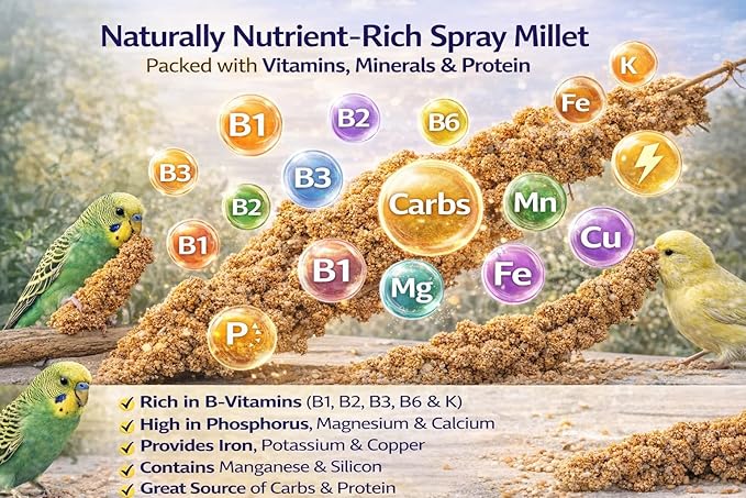 Farm to Feathers™ Bird Economy Millet & Cuttlebone Bundle – USA Grown Millet Sprays for Parakeets, Budgies, Cockatiels, Finches & Canaries – 9oz (Pack of 1) + 4” Cuttlebone (4 Pack)