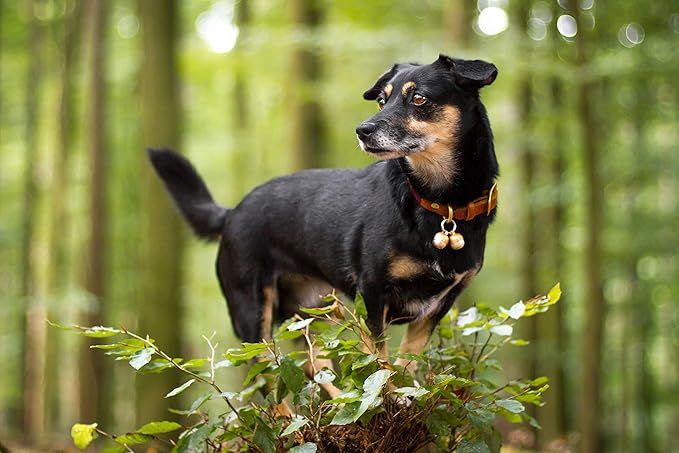 Beau's Bells 2 Extra Loud Cat & Dog Bells | Pet Tracker | Save Birds & Wildlife | Luxury Handmade Copper (Medium)