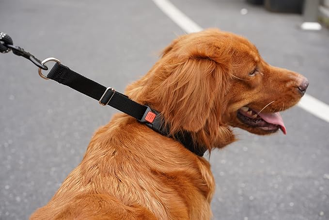 Mayerzon Dog Collar, Patented Martingale No Pull Collar for Small Medium Large Dogs with Buckle for Walking Training, Hidden Design (Black, Large,2.5mm,18.5"-23.5" Neck)