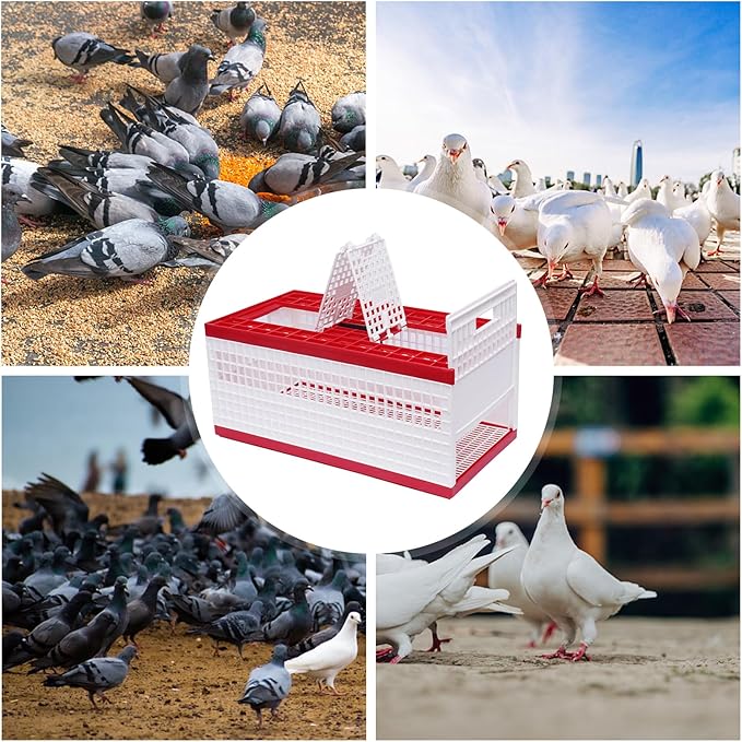 Racing Pigeon Carrier Box Bird Training Basket with 2 Side Doors 2 Top Doors Box