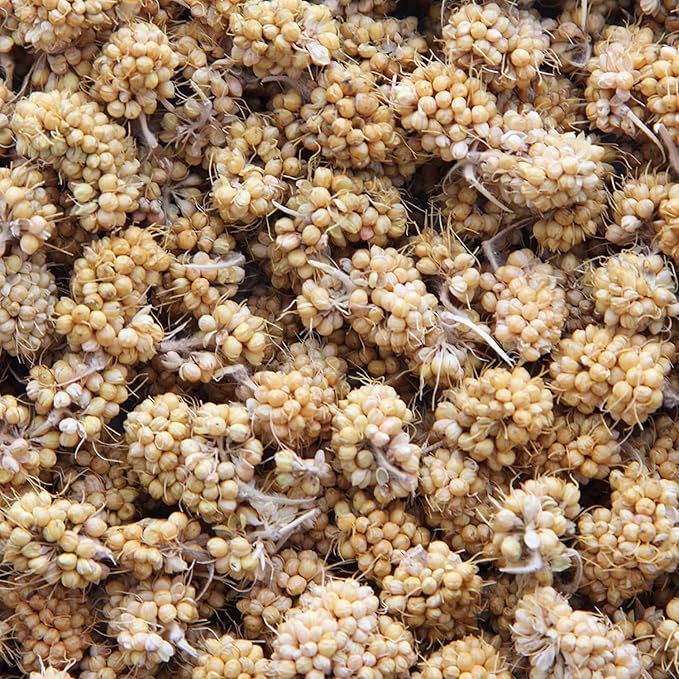 Higgins 2 Pack of Sunburst Millet Bits for Small Birds, 1 Ounce Each