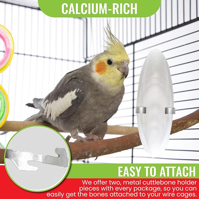 Natural Cuttlebones 4 Pack Calcium Cuttlebone Treats Suitable for All Bird Breeds - Easy to Attach with Metal Holder - Great for Parakeets Parrots Cockatiels - Chew Feeder Tortoise & Snails