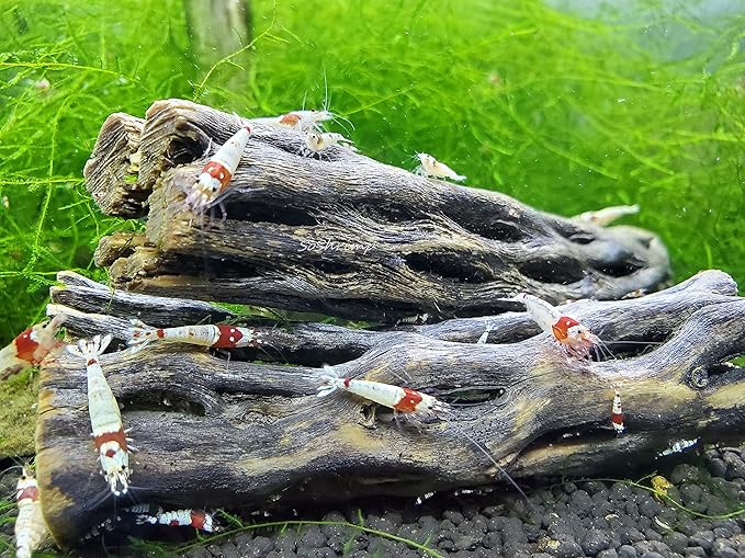 Natural Cholla Wood for Aquarium Decoration Shrimp and Fish Tank (6 Inch (5 Pack))
