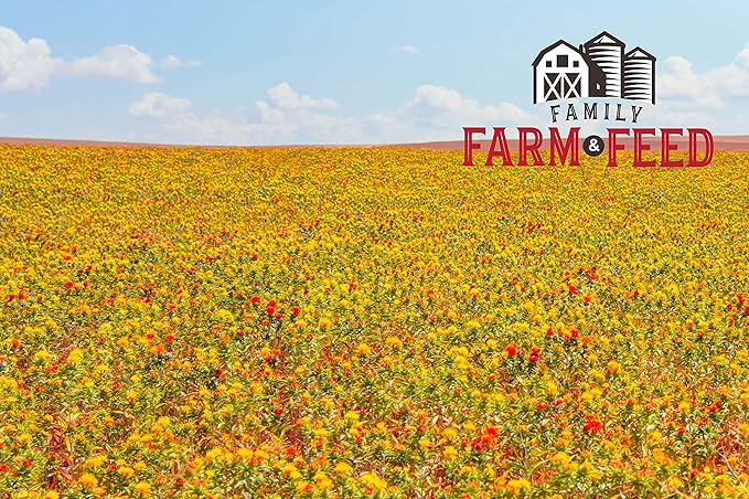 | Four Seasons | Safflower Seed | Wild Bird Food | Backyard Songbird | 2 Pounds