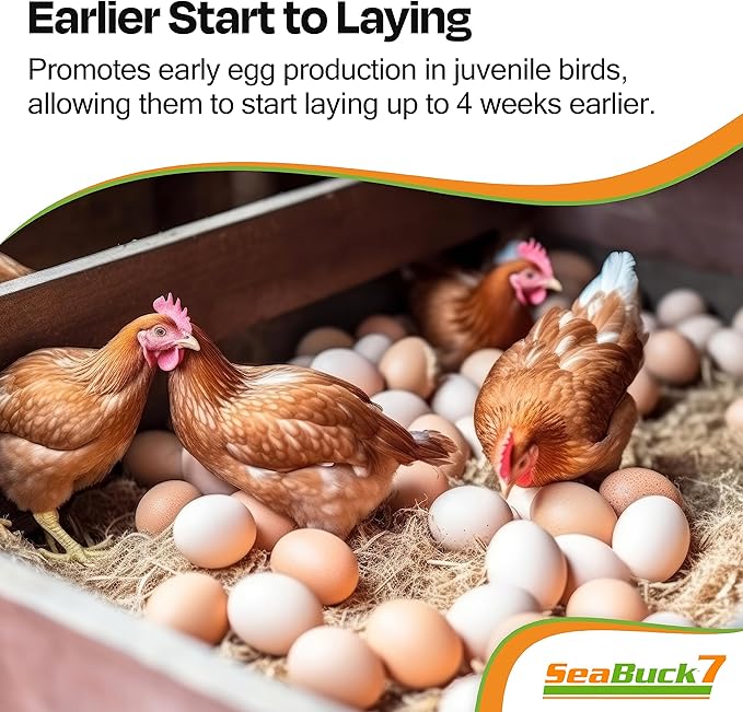 Chicken & Bird Supplement with Sea Buckthorn to Improve Egg Quality & Increase Egg Production (1-Month Supply for 20 Chickens)