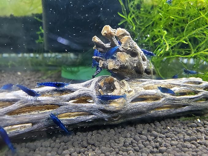 Natural Cholla Wood for Aquarium Decoration Shrimp and Fish Tank (4 Inch (2 Pack))