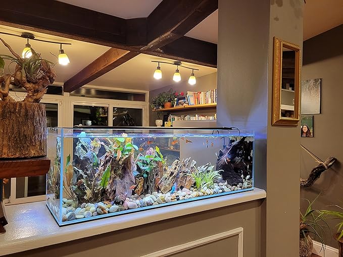 Lifegard Aquatics Bookshelf Aquarium – 22 Gallon Clear Glass Fish Tank with 8mm Thick Glass – for Freshwater/Marine, Leak-Proof, Home/Office Decor