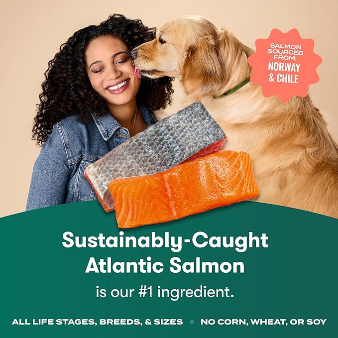 Jinx Premium Dry Dog Food, for All Life-Stages - Real Salmon, Brown Rice & Sweet Potato Kibble with Superfoods for Immune Support & Probiotics for Digestive Support - No Fillers – 4lb