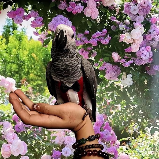 Bird Diapers with Bow Bird Harness Tuxedo Flight Suits with 80in Flying Leash Parrot Nappy with Waterproof Inner Layer Urine Wet Suite for Cockatiel Conure Parakeet Macaw Budgie-Red,L