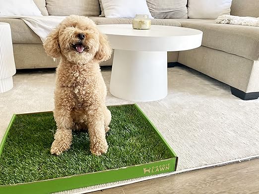 DoggieLawn Real Grass Puppy Pee Pads- 24 x 24 Inches - Perfect Indoor Litter Box for Dogs - No Mess, Easy-to-Use - Potty Training for Pets - Eco-Friendly Disposable Bathroom with Real Living Grass