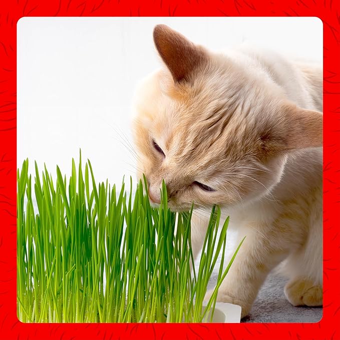 Miracle Care Cat A'bout Cat Grass Kit for Indoor Cats, 5.25 Ounce, Hairball Control, Anti-Inflammatory, Improves Digestion and Metabolism