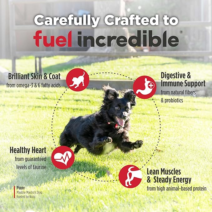 Nulo FreeStyle Small Breed Dog Food Dry - Salmon & Lentils, Puppy & Adult Grain Free Dog Food, Natural, High Protein, Smaller Sized Kibble with BC30 Probiotic for Healthy Digestion Support, 6lb