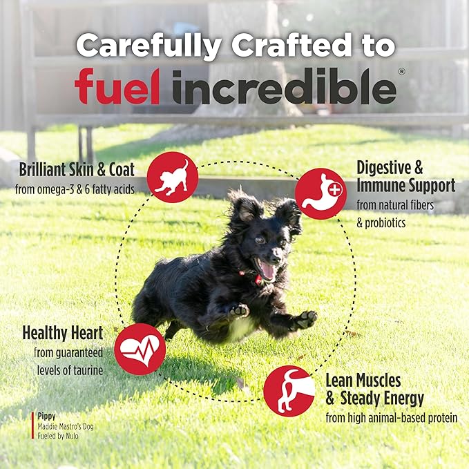 Nulo Freestyle Small Breed Dog Food Dry - Beef & Sweet Potato, Puppy & Adult Grain Free Dog Food, Natural, High Protein, Smaller Sized Kibble with BC30 Probiotic for Healthy Digestion Support, 6lb