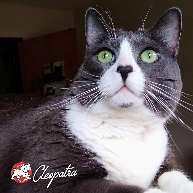 Fromm PurrSnackitty Liver Flavor Snackitties Treats - Premium Soft & Savory Cat Treats - 3 oz