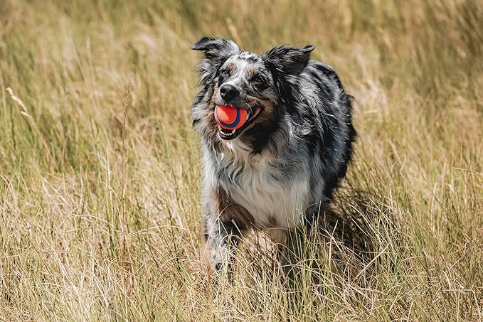 Chuckit! Ultra Ball Dog Toy - Medium Bouncy Fetch Balls for Dogs 20-60 lbs - Made from Durable Rubber - Floating Water Pet Toys - Size Medium - 2.5-inch Diameter -,2 Count (Pack of 4)