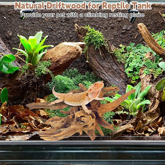 PINVNBY Large Driftwood for Aquarium Fish Tank Decorations Natural Assorted Branches Bearded Dragon Tank Accessories Terrarium Decor for Aquarium Decor (11-18 inches/1 Pack)