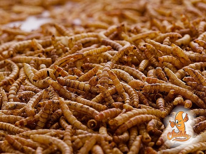 Chubby Dried Mealworms | 55 lbs | High-Protein Non-GMO Treats for Chickens, Ducks, Wild Birds & Backyard Pets