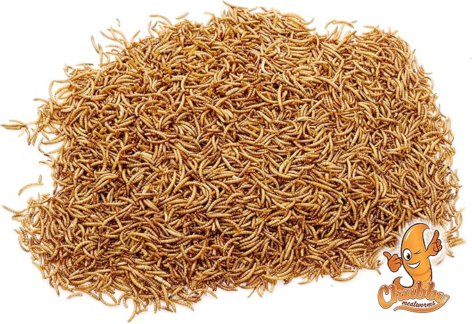 Chubby Dried Mealworms | 33 lbs | High-Protein Non-GMO Treats for Chickens, Ducks, Wild Birds & Backyard Pets