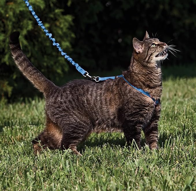 PetSafe Come with Me Kitty Cat Harness & Bungee Leash - Comfortable Cat Harness with Lightweight Bungee Leash for Outdoor Fun - More Secure Walks - Large - Royal Blue