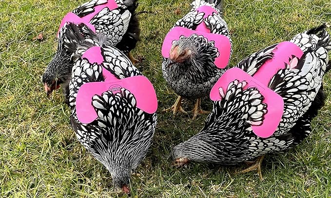 DOWN UNDER OUTDOORS 4 Pack Very Very Small PVC Chicken Saddles, Bantams, Young Birds