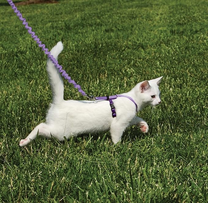 PetSafe Come With Me Kitty Cat Harness & Bungee Leash - Comfortable Cat Harness with Lightweight Bungee Leash for Outdoor Fun - More Secure Walks - Large - Lilac